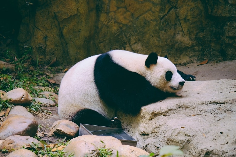 Optimizare SEO pentru Google Panda